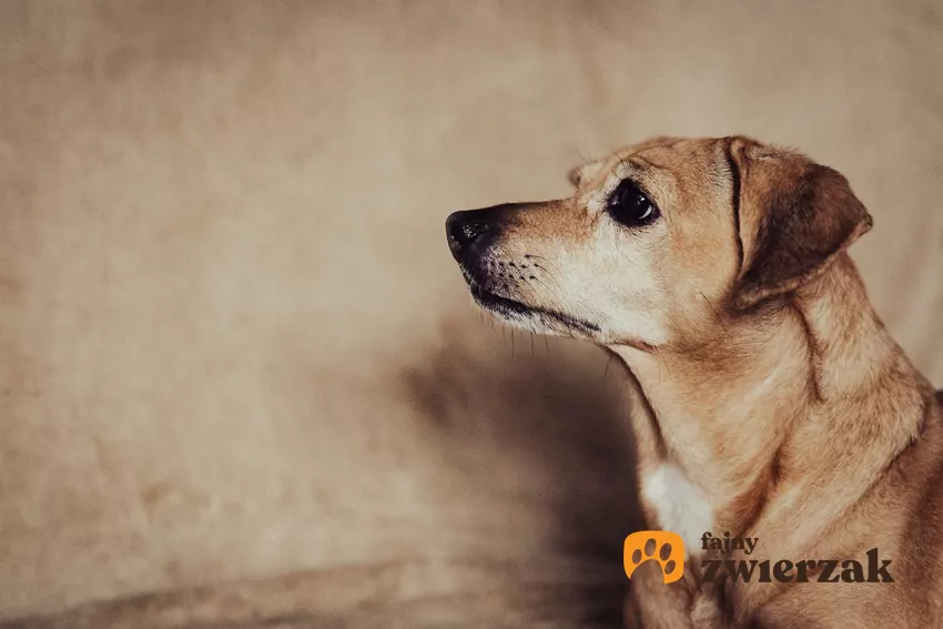 Pies przy ścianie patrzy przed siebie