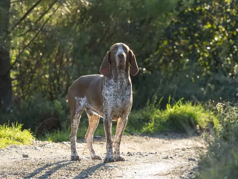 Wyżeł włoski – wszystko, co warto wiedzieć