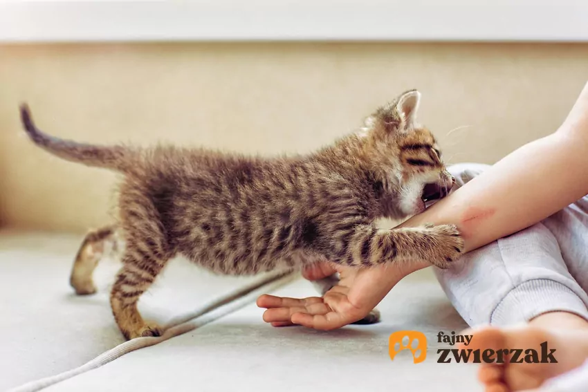 Zabawa rękami bardzo często wynika z kilku nakładających się przyczyn. Jedną z nich może być zbyt wczesne rozłączenie kociaka od matki i rodzeństwa Kociak gryzie rękę