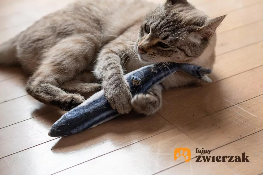 Kiedy kot zaczyna gryźć Twoją dłoń, natychmiast przenieś jego uwagę na zabawkę Kot ze sztuczną rybą