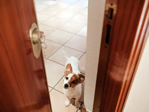 Dlaczego pies skacze na gości?