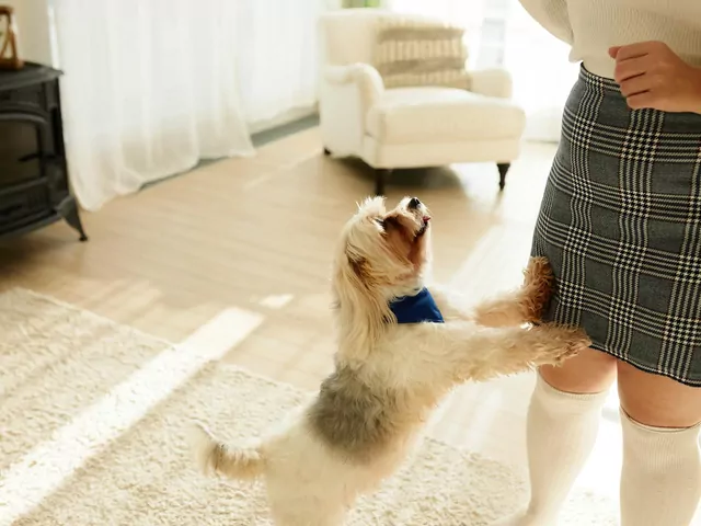 Dlaczego pies skacze na gości?