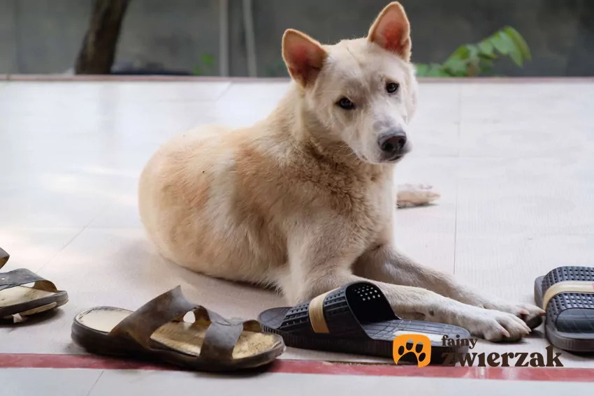 Ludzkie buty są dla psów cennym źródłem zapachów Pies leży obok wielu butów