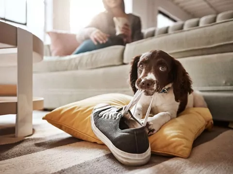 Dlaczego pies śpi na butach właściciela?