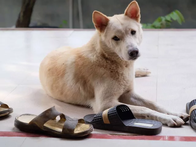 Dlaczego pies śpi na butach właściciela?