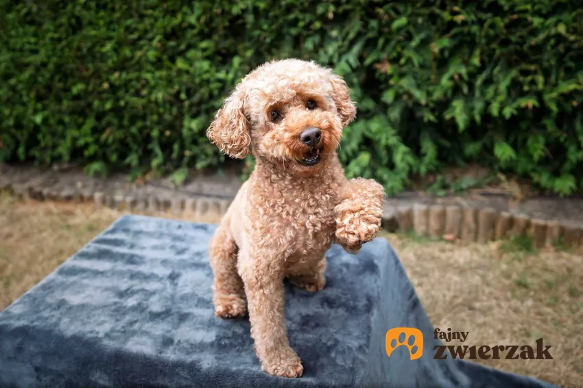 Brązowy pudel podnosi przednią łapę do góry