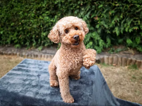 Dlaczego pies unosi jedną łapę podczas spaceru?