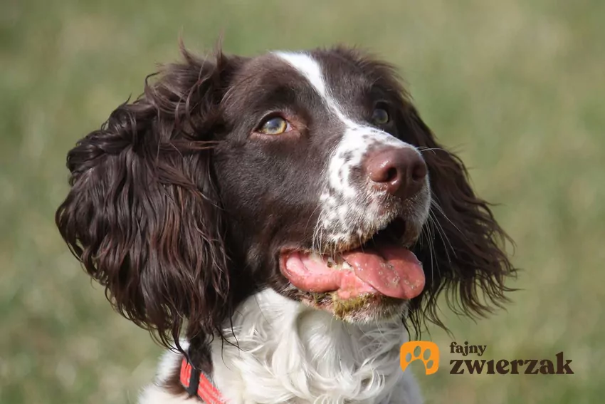 Springer spaniel angielski
