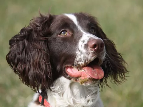 Springer Spaniel Angielski: Charakter i Tresura