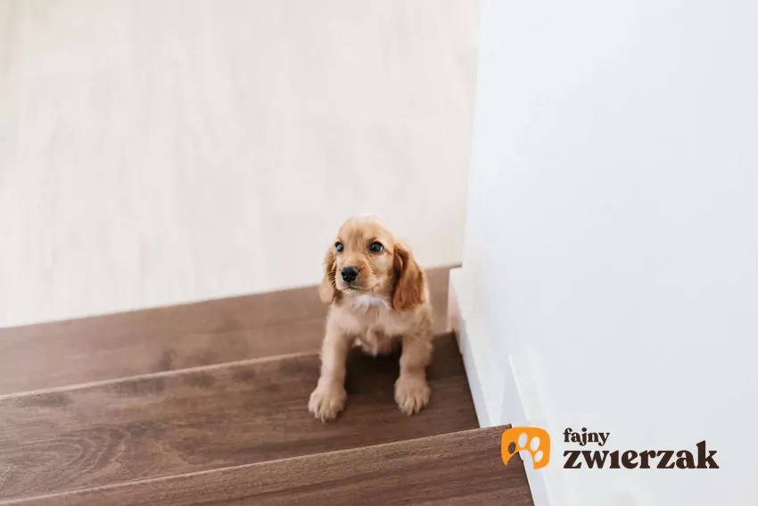 Młody szczeniak wchodzi po schodach