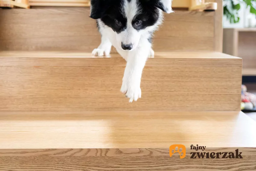 Pies schodzi ze schodów
