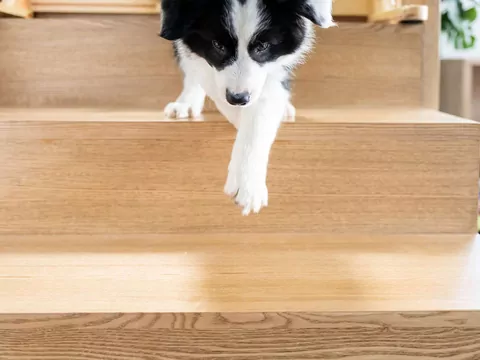 Dlaczego pies nagle nie chce chodzić po schodach?