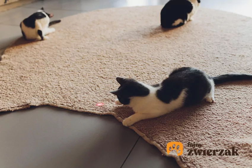 Kot bawi się laserem