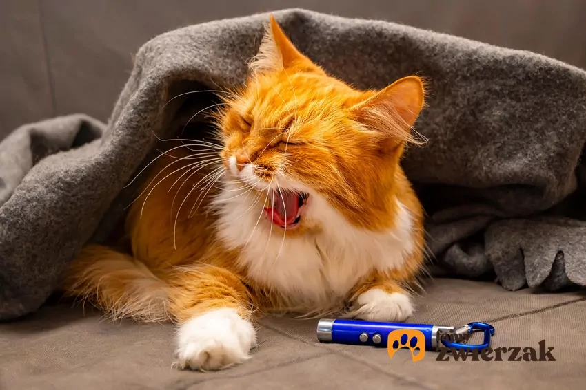 Kot leży obok wskaźnika laserowego