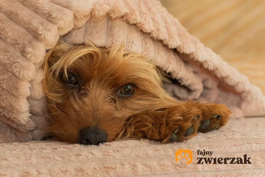 Mały york leży schowany pod kocem