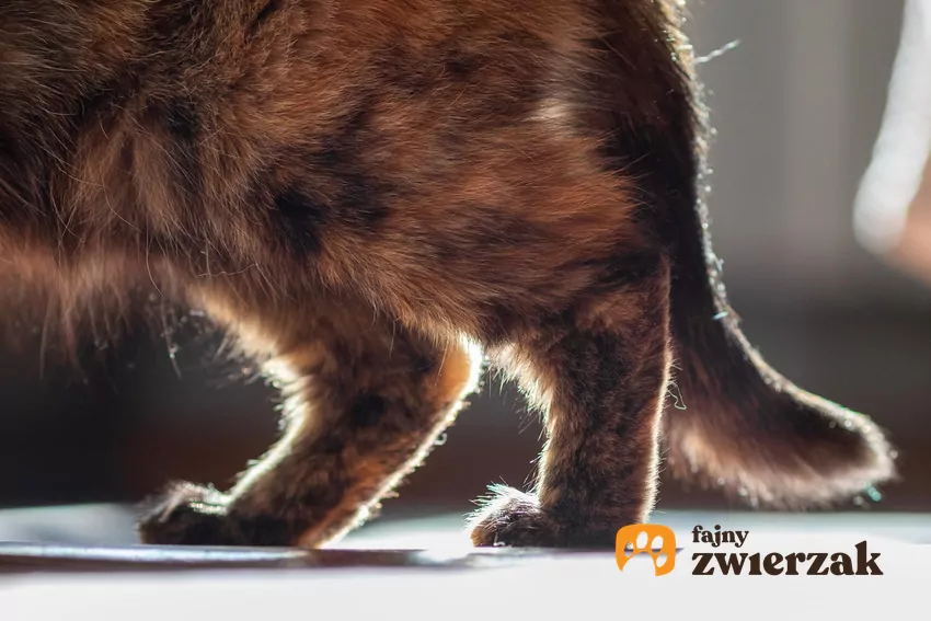 Stawianie nóg na całych stopach może świadczyć o bólu stawów Tylne nogi i ogon kota