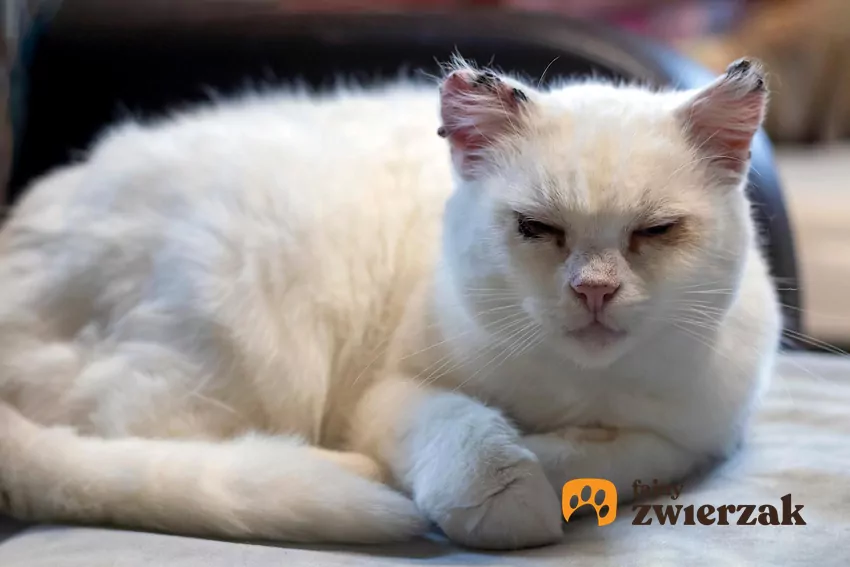 Napięty pyszczek i rozcapierzone wibrysy mogą świadczyć o bólu Biały kot z zamkniętymi oczami