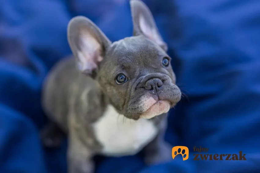 Pies rasy buldog francuski blue na tle niebieskiej tkaniny, a także niebieski buldog francuski i jego cena