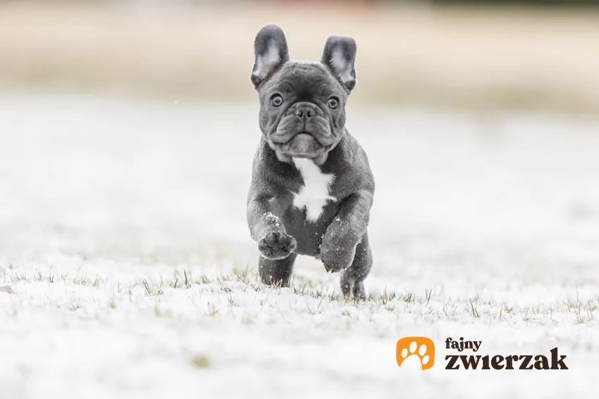 Pies rasy buldog francuski blue biegające podczas spaceru, a także niebieski buldog francuski