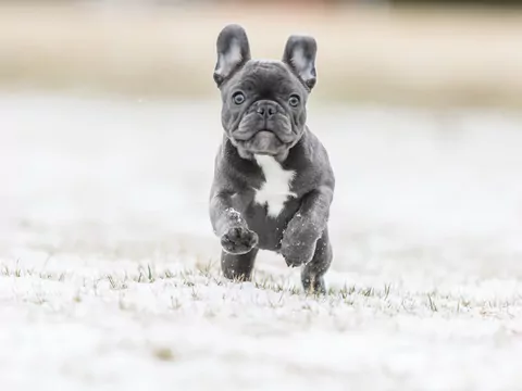 Buldog Francuski Blue - Opinie i Pielęgnacja