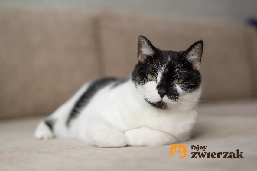 Mruczenie nie jest jednoznacznym wskaźnikiem zadowolenia Kot leży na kanapie