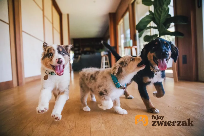 Szczeniaki na korytarzu