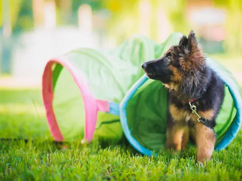 Kiedy pies przestaje być szczeniakiem?