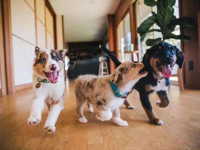 Kiedy pies przestaje być szczeniakiem?