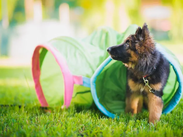 Kiedy pies przestaje być szczeniakiem?