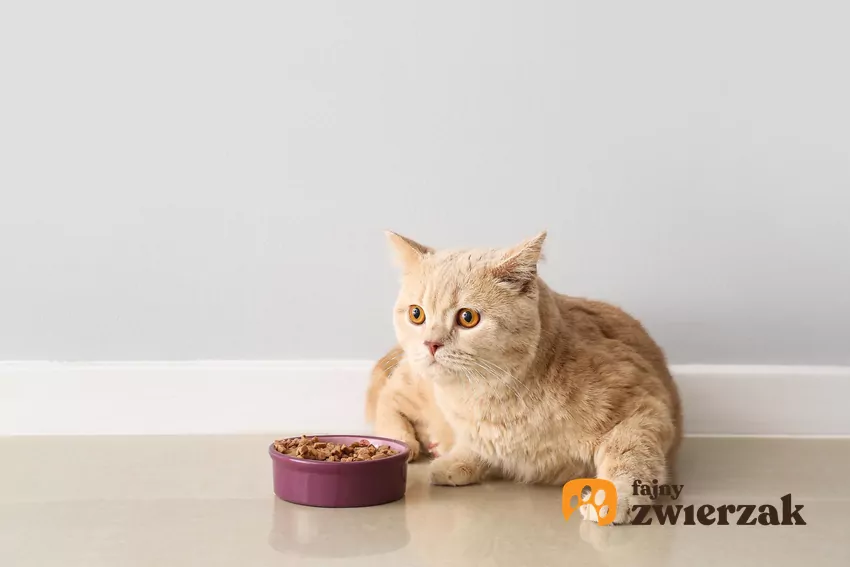 Na ludzkim języku znajduje się około 9000 kubków smakowych. Koty mają ich zaledwie około 470 Kot nad miską