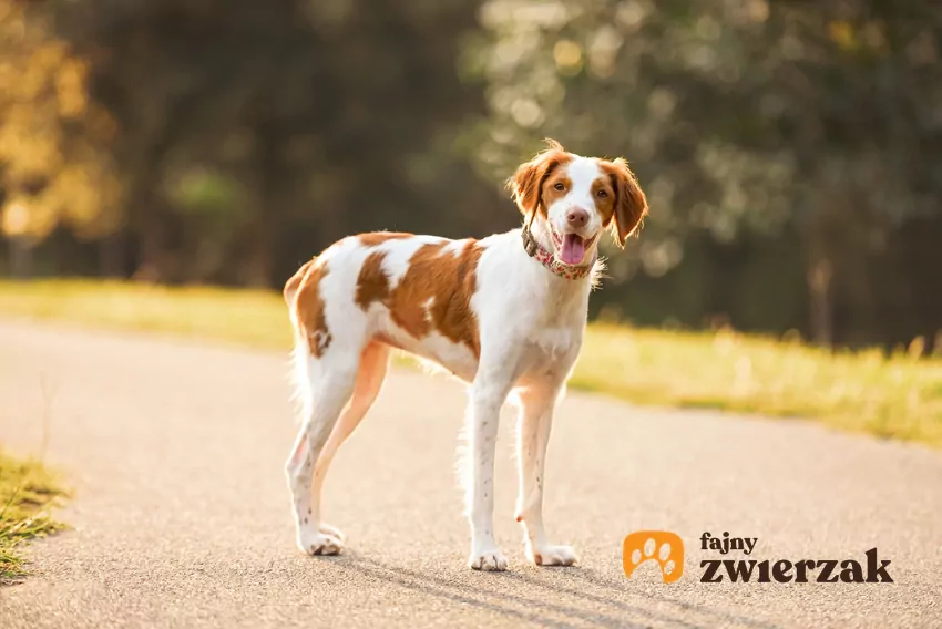 Pies rasy spaniel bretoński stojący na drodze podczas spaceru, a także jego hodowla w Polsce i opinie