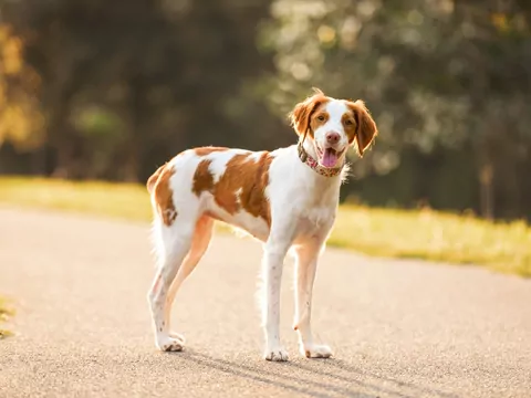 Spaniel bretoński – charakterystyka i pielęgnacja