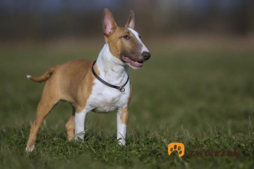 Pies rasy bulterier miniaturowy stojący na trawniku oraz jego cena i hodowla