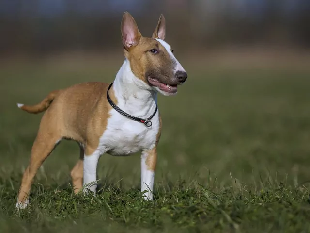 Miniaturowy bulterier: opis i pielęgnacja