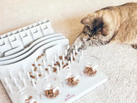 Jak wyciszyć kota przed snem?