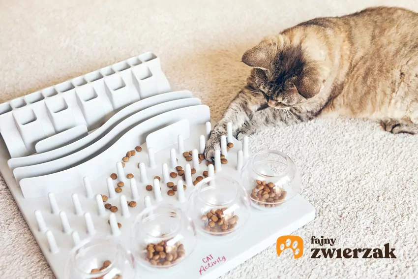 Zabawki na przysmaki zapewnią kotu rozrywkę w nocy Kot i zabawka wypełniona przysmakami