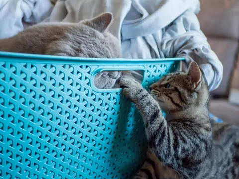 Dlaczego kot śpi w koszu na pranie?