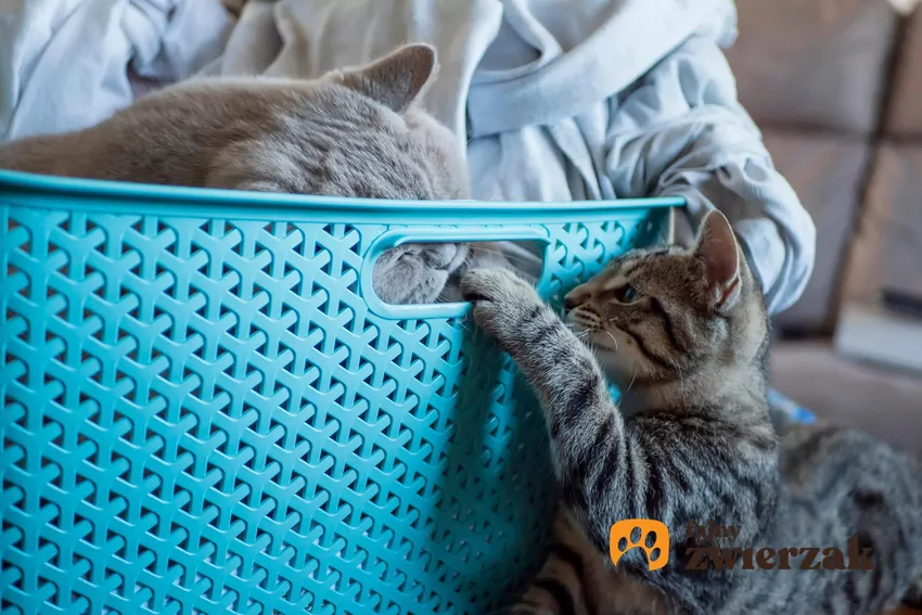 Kosz spełnia warunki kryjówki idealnej Dwa koty i kosz na pranie