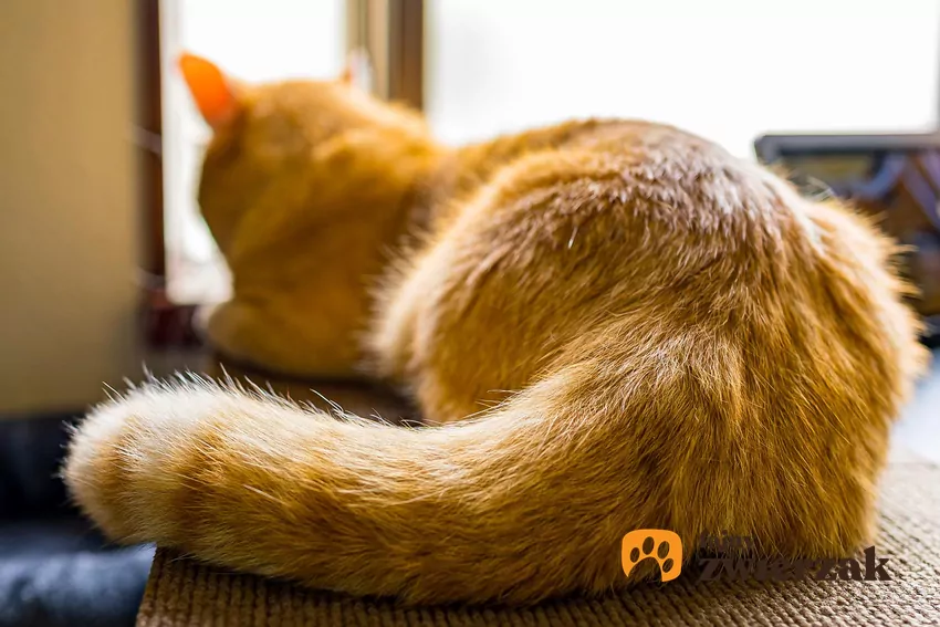 Aby rozszyfrować znaczenie ruchów kociego ogona należy wziąć pod uwagę kontekst danego zachowania, a także pozostałe elementy mowy ciała Kot widziany od tyłu