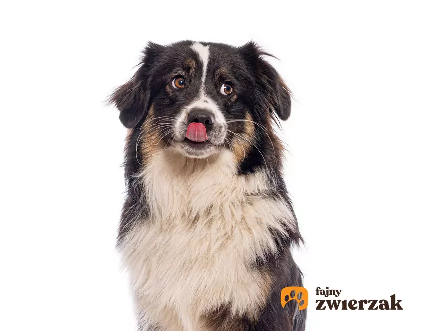 Pies liże powietrze