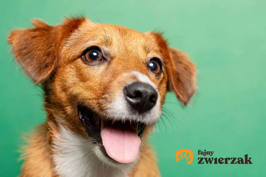 Pies wystawia język