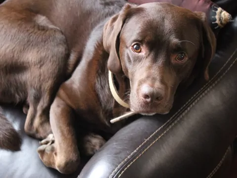 Czekoladowy labrador - opis i pielęgnacja