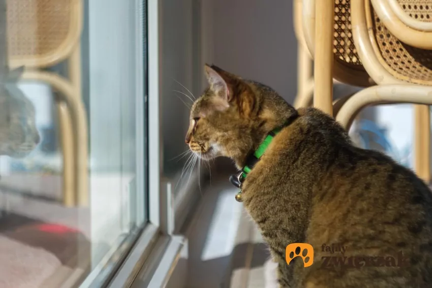 Wbrew powszechnym przekonaniom, koty nie „płaczą” przy drzwiach balkonowych wyłącznie z powodu chęci ucieczki Kot wygląda przez szybę