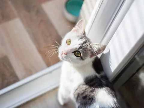 Kot „płacze” przy drzwiach balkonowych