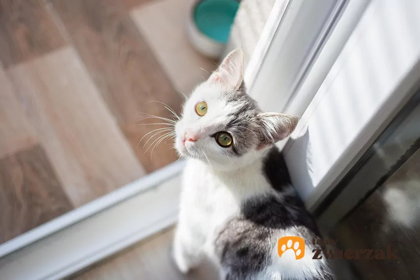 Wokalizacja pod drzwiami balkonowymi może być obliczona na przyciągnięcie Twojej uwagi Kot patrzy w obiektyw