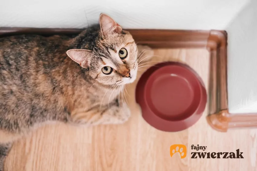 W przypadku kotów, miska z wodą i miska z jedzeniem powinny stać w oddzielnych miejscach Kot patrzy w obiektyw