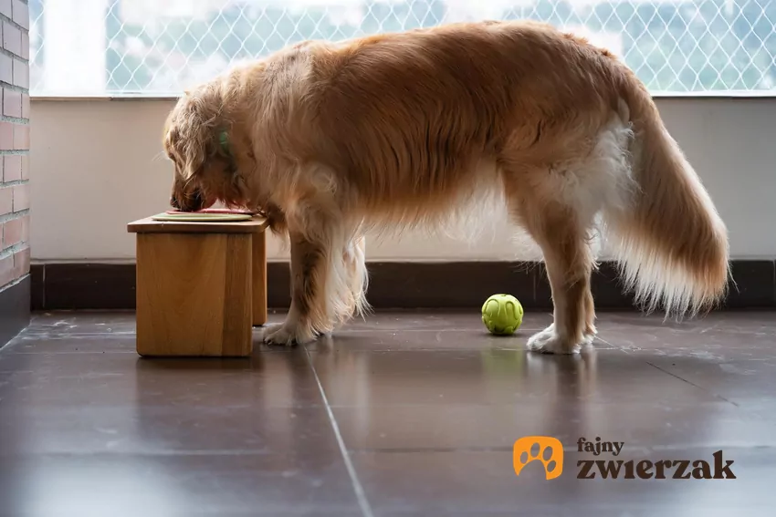 Głównym problemem związanym z umieszczaniem misek w rogu jest brak możliwości obserwacji otoczenia Pies je z miski