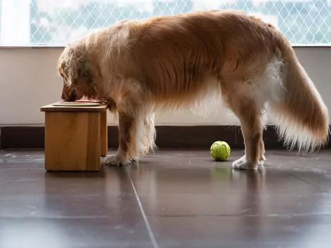 Gdzie postawić miskę dla pupila?