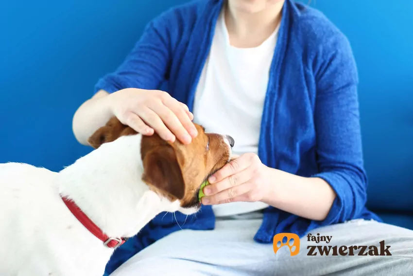 Niektóre psy przynoszą zabawki, ale nie chcą ich oddać Kobieta wyciąga piłkę z pyska psa