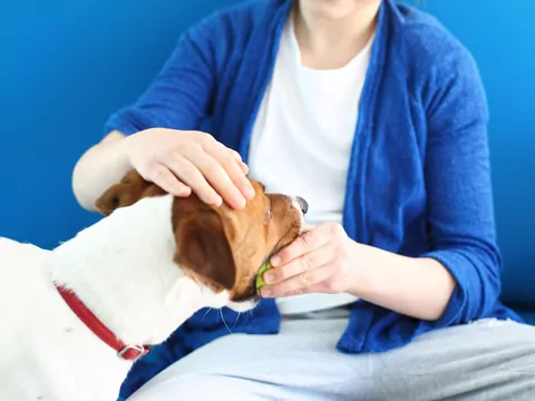 Dlaczego pies nie chce oddać zabawki?